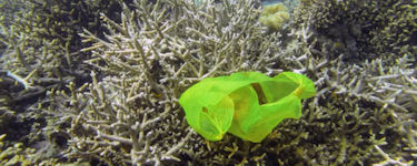 Marine Life Can Tear A Single Plastic Bag Into 1.75 Million Tiny Pieces